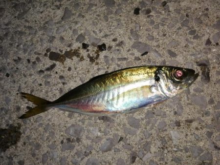 アジがメバルへ