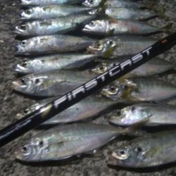 釣りデビュー　41日目