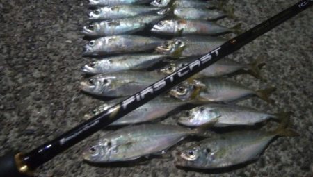 釣りデビュー　41日目