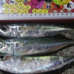 釣りデビュー　42日目