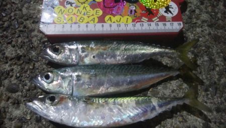 釣りデビュー　42日目