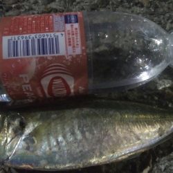 釣りデビュー 44日目