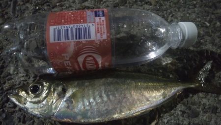 釣りデビュー 44日目