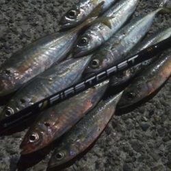 釣りデビュー 45日目