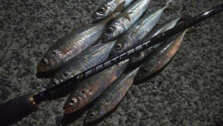 釣りデビュー 45日目