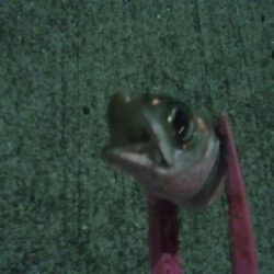 釣りデビュー 46日目