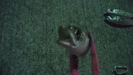 釣りデビュー 46日目