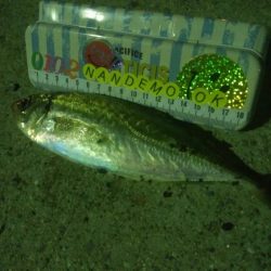 釣りデビュー　47日目