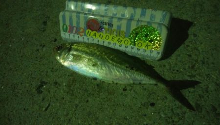 釣りデビュー　47日目