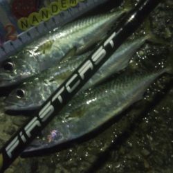 釣りデビュー　48日目