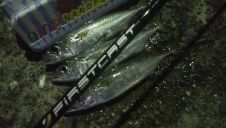 釣りデビュー　48日目