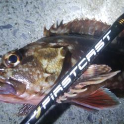 釣りデビュー　49日目