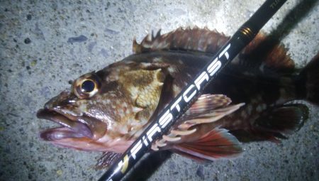 釣りデビュー　49日目