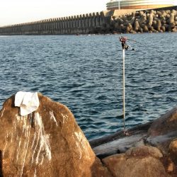 アオリイカ一杯・・・