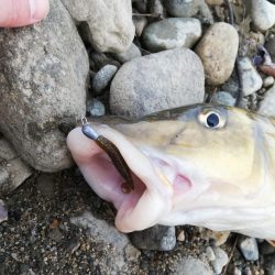 バスを狙うも…