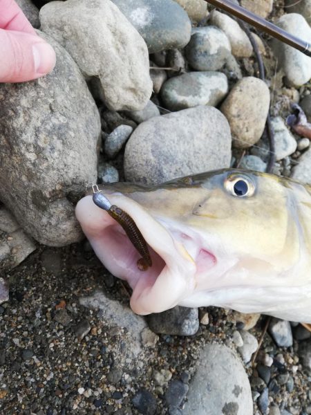 バスを狙うも…