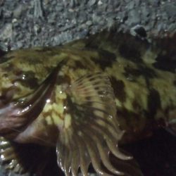 釣りデビュー　52日目