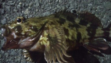 釣りデビュー　52日目