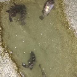 短時間メバリング