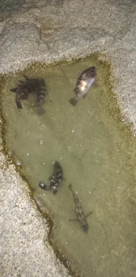 短時間メバリング