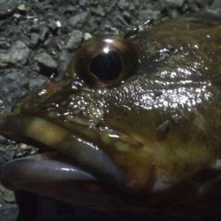 釣りデビュー　53日目