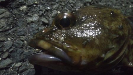 釣りデビュー　53日目