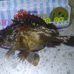 釣りデビュー 57日目