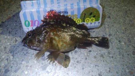 釣りデビュー 57日目