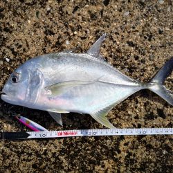 日中でも釣れました