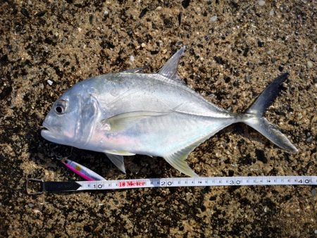 日中でも釣れました