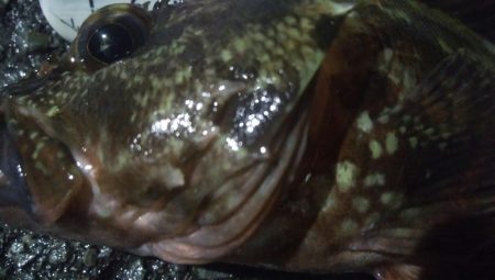 釣りデビュー　58日目