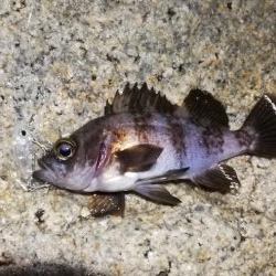 メバルで夜遊び