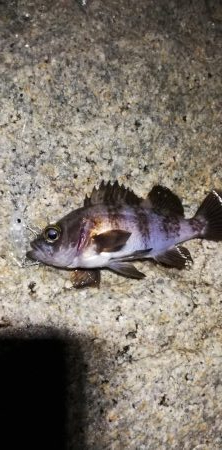 メバルで夜遊び