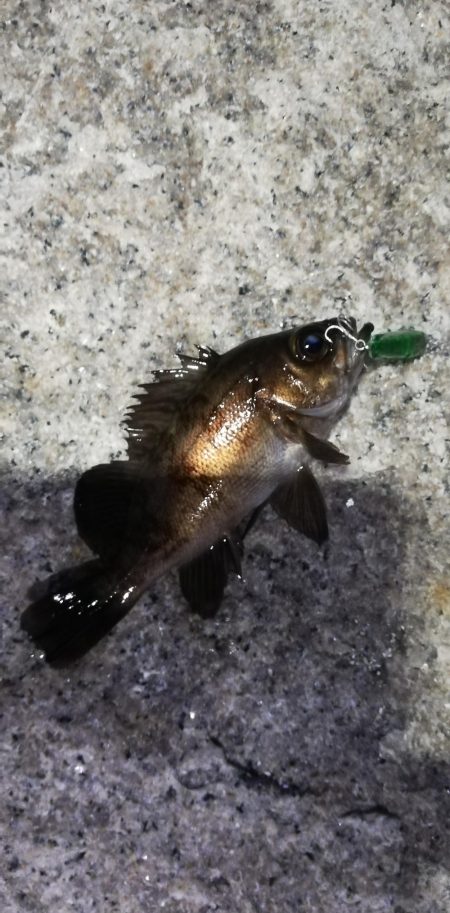 ルアーでメバル