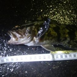 釣りデビュー　60日目