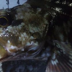 釣りデビュー　61日目