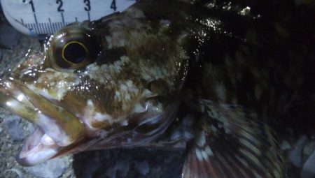 釣りデビュー　61日目