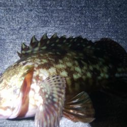 釣りデビュー　62日目