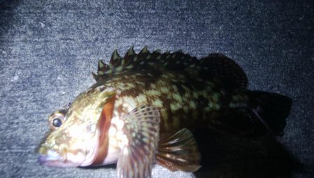 釣りデビュー　62日目