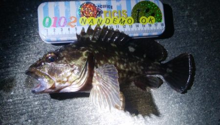 釣りデビュー 63日目