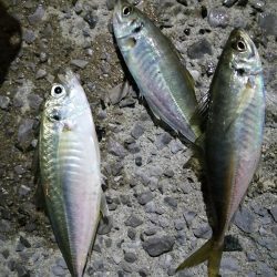 アジに会えました