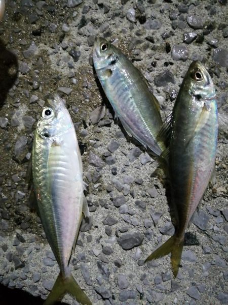 アジに会えました