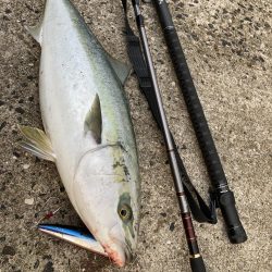 ショアでブリのRIDE ON!!