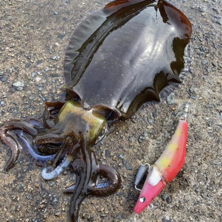 グライドロール100　TYPE S　プロト…