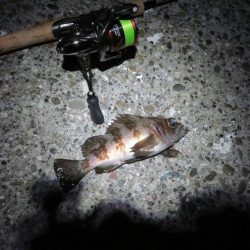 2021シーズン開幕!?