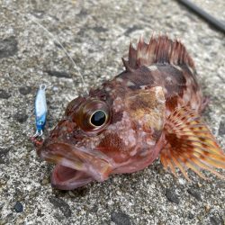 エギングのちライトショアジギング