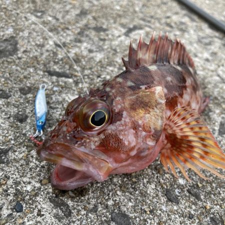 エギングのちライトショアジギング