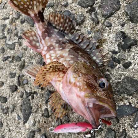 青物キャスティングのちアラカブ釣り