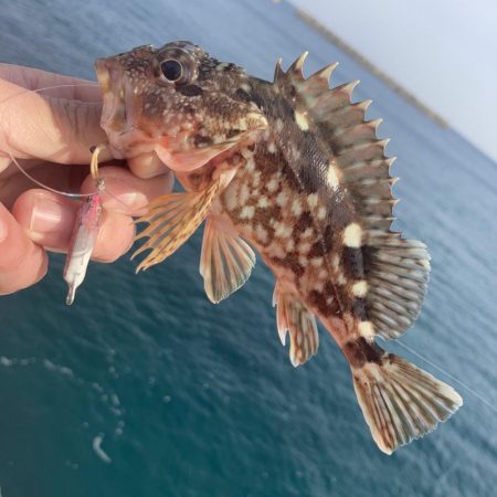 青物はノーフィッシュでした。