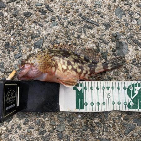 エギングからライトルアーフィッシング